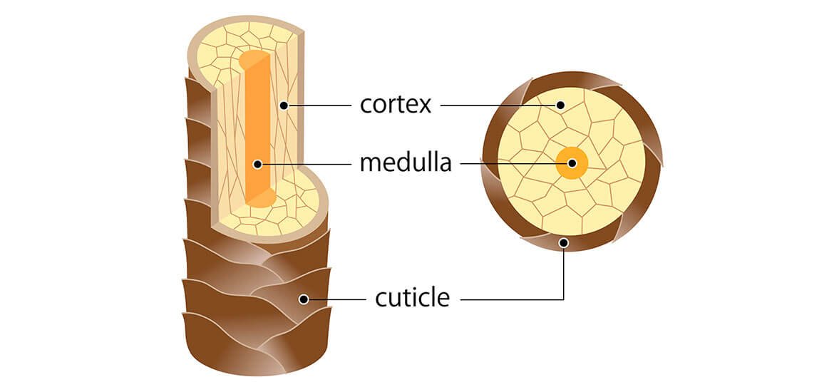 Saiba qual a função da amônia na coloração | L'Oréal Paris